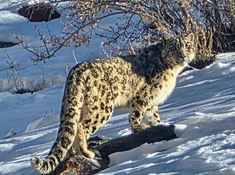 Snow Leopard in Rumbak Valley